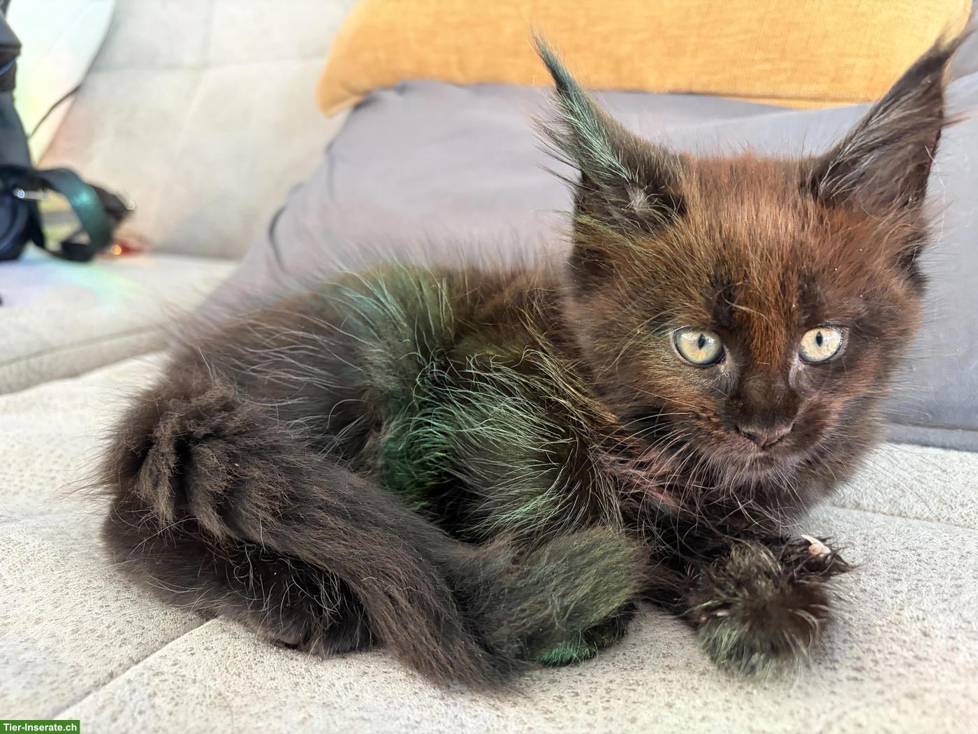 Bild 2: Maine Coon Kitten mit Stammbaum sucht ein Zuhause