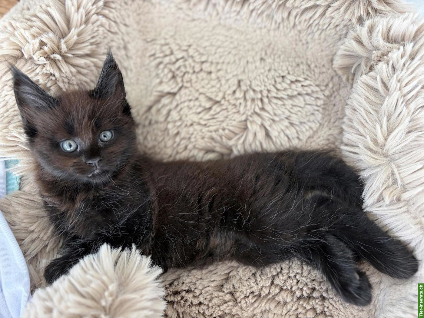 Bild 3: Maine Coon Kitten mit Stammbaum sucht ein Zuhause