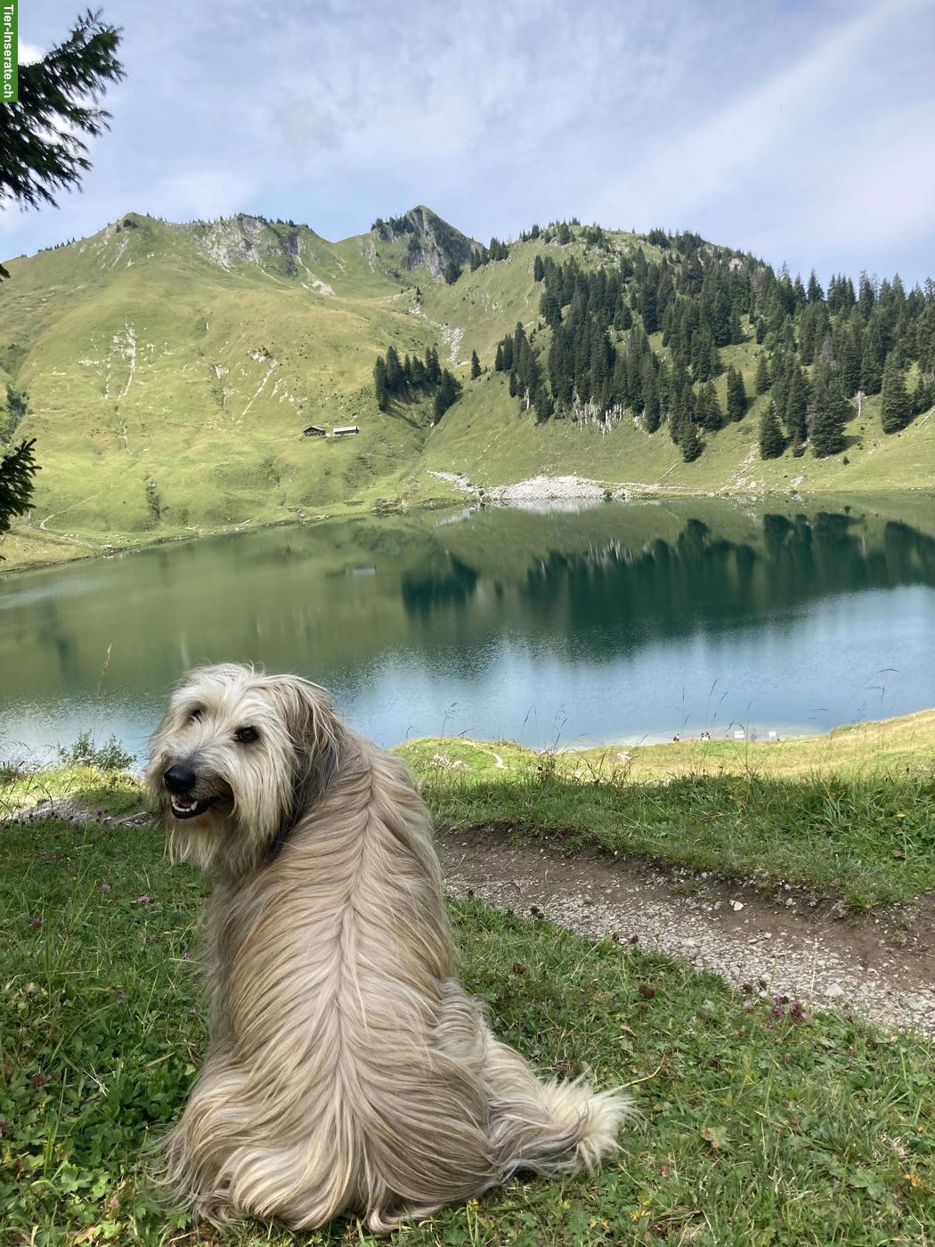Hundebetreuung für Do. & Fr. - Hund sucht Lieblingsmensch