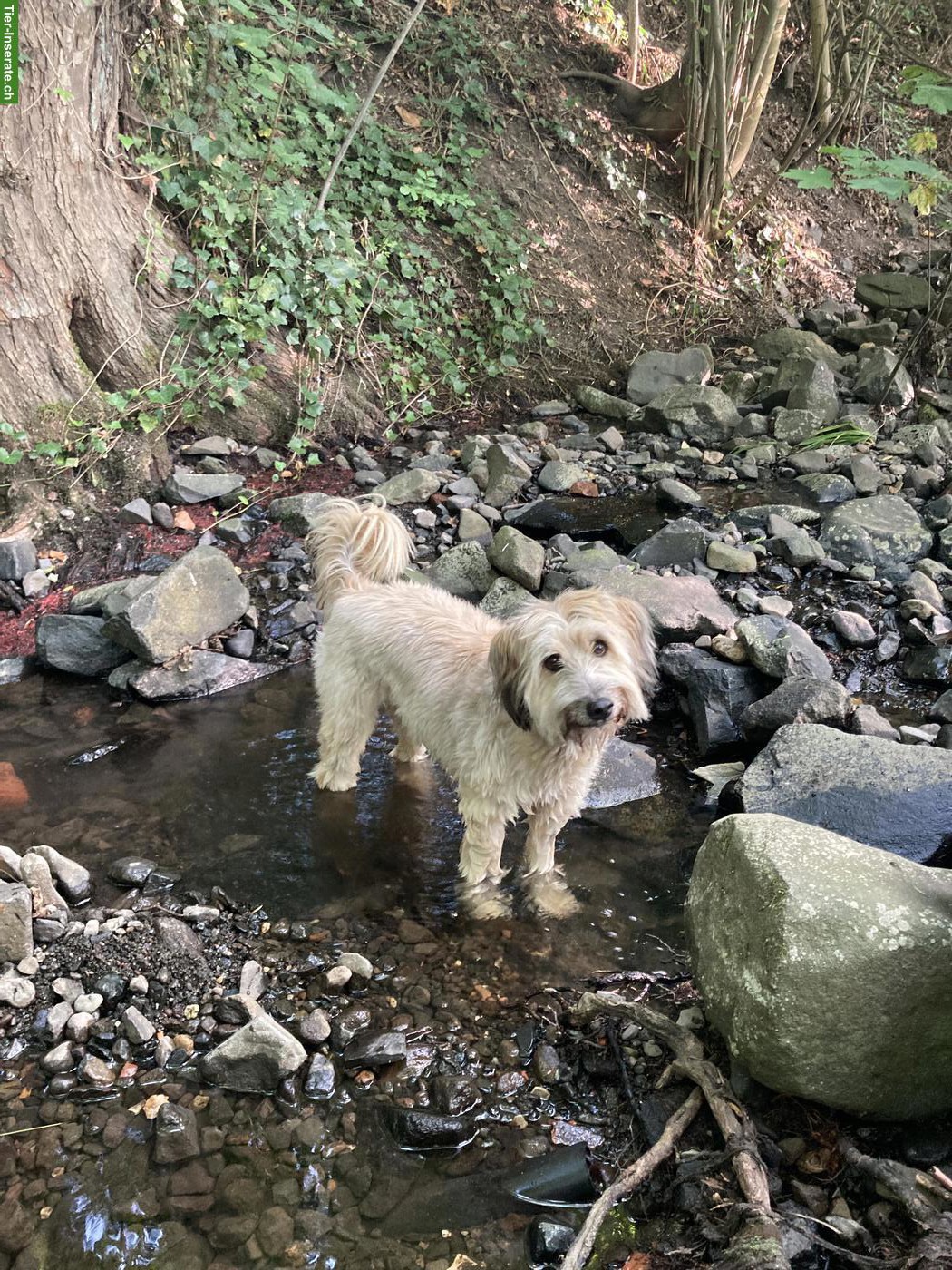 Bild 2: Hundebetreuung für Do. & Fr. - Hund sucht Lieblingsmensch