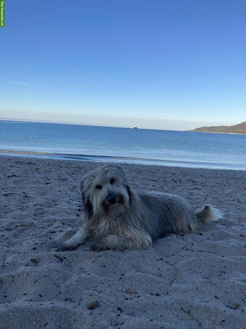 Bild 3: Hundebetreuung für Do. & Fr. - Hund sucht Lieblingsmensch