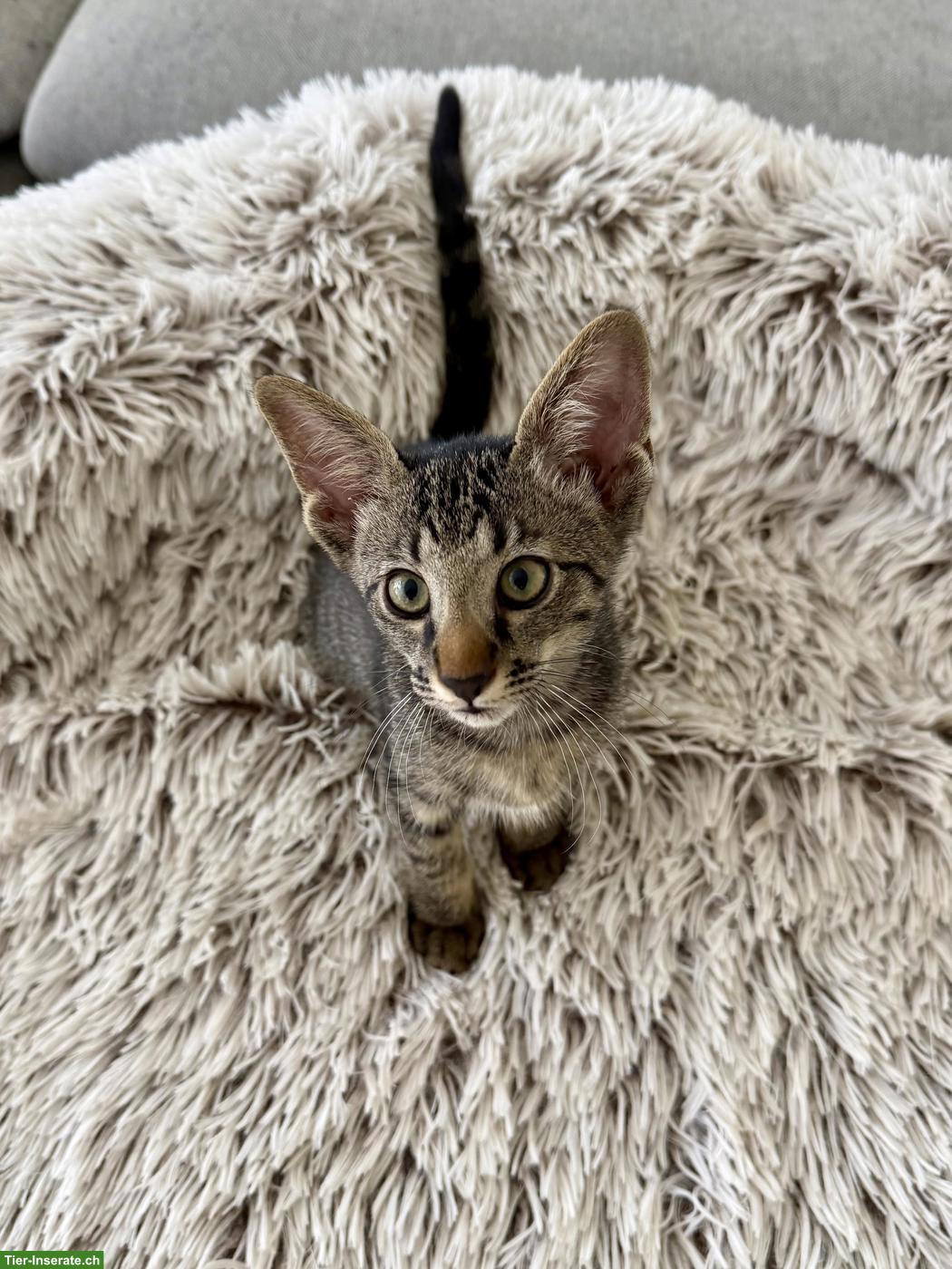 Oriental Kurzhaar Mix Kitten