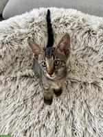 Oriental Kurzhaar Mix Kitten