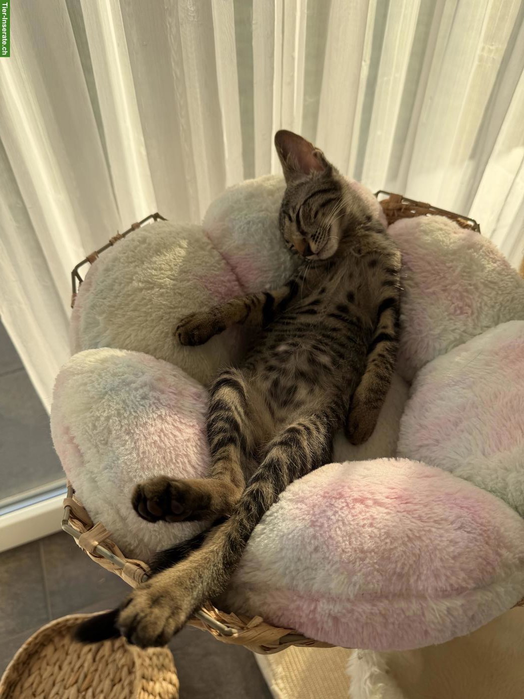 Bild 10: Oriental Kurzhaar Mix Kitten