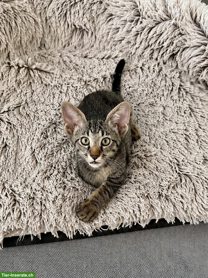 Bild 2: Oriental Kurzhaar Mix Kitten