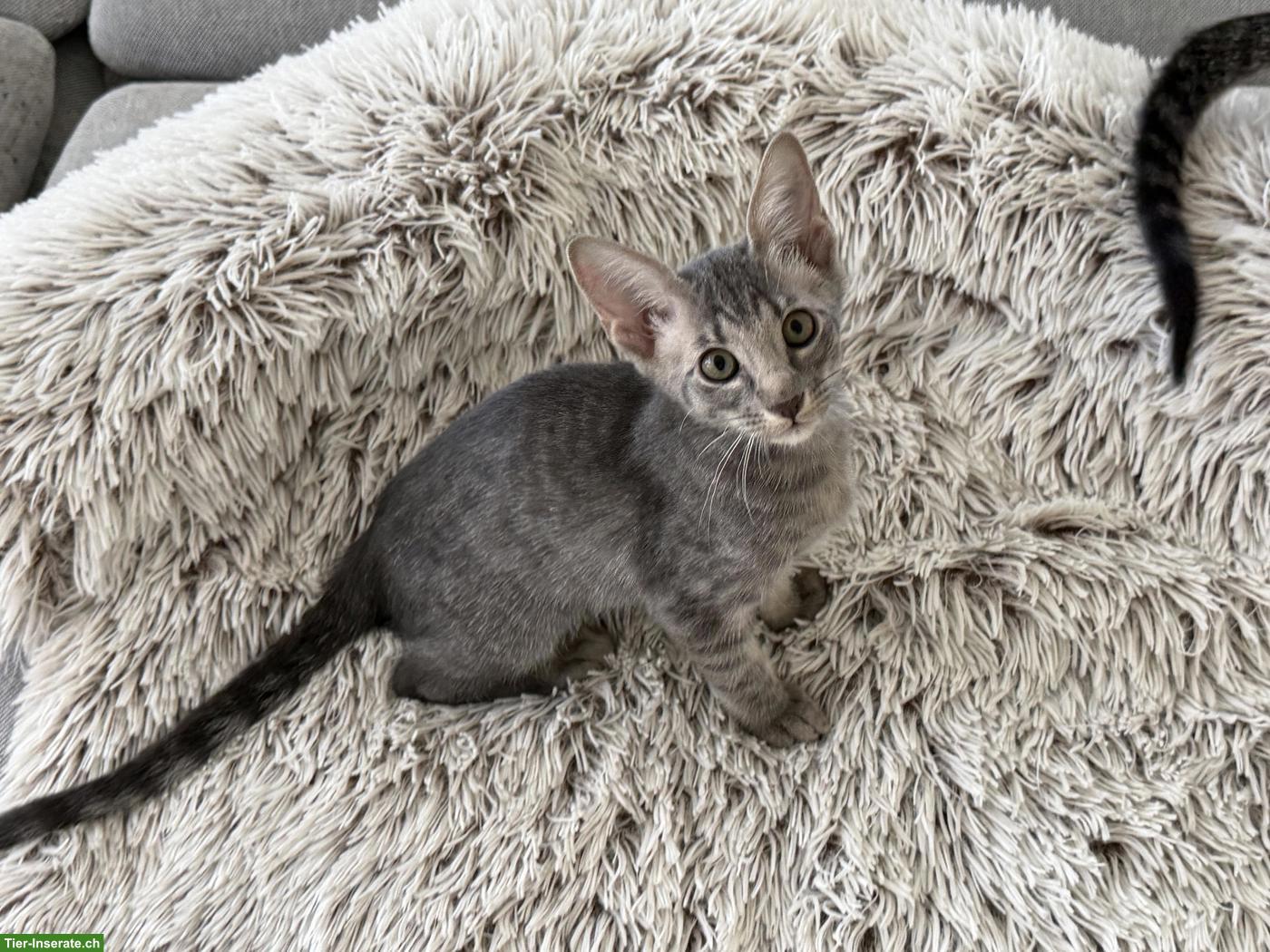 Bild 3: Oriental Kurzhaar Mix Kitten