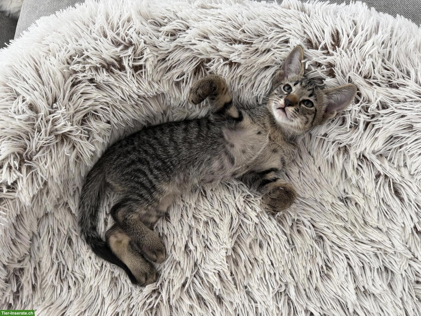 Bild 5: Oriental Kurzhaar Mix Kitten