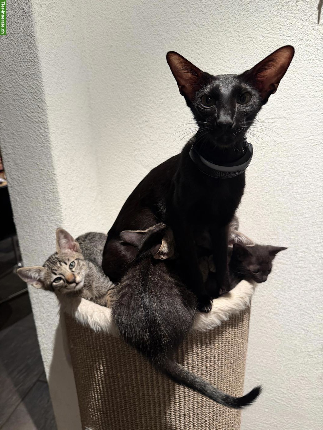 Bild 6: Oriental Kurzhaar Mix Kitten