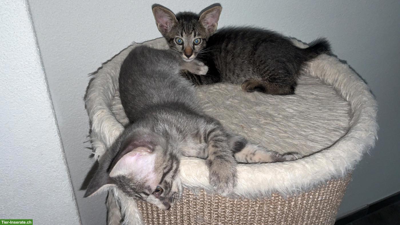 Bild 7: Oriental Kurzhaar Mix Kitten