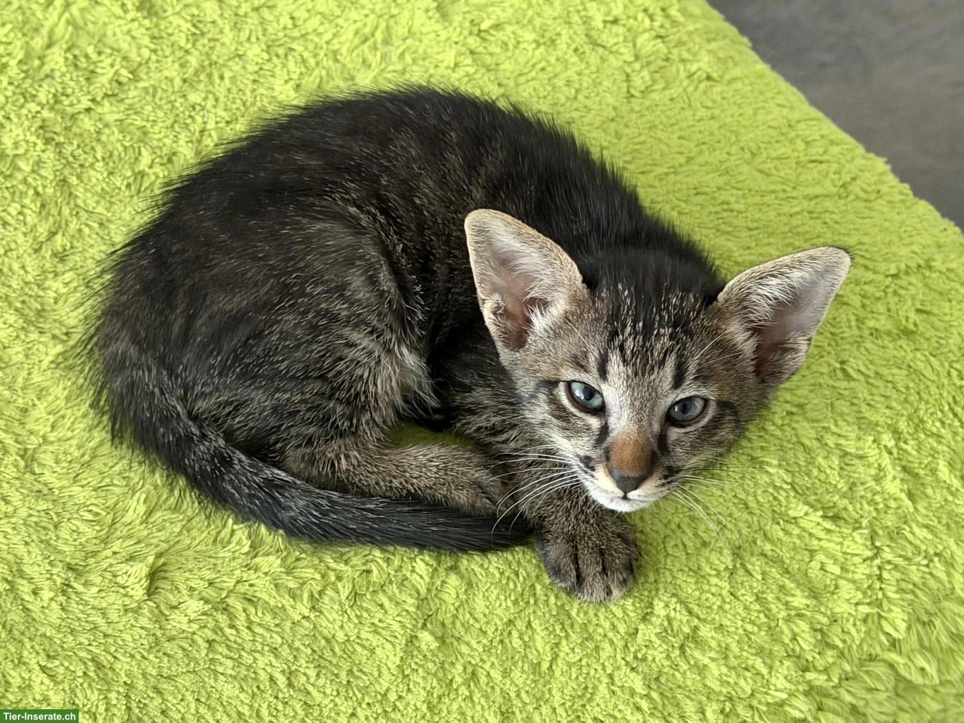 Bild 8: Oriental Kurzhaar Mix Kitten
