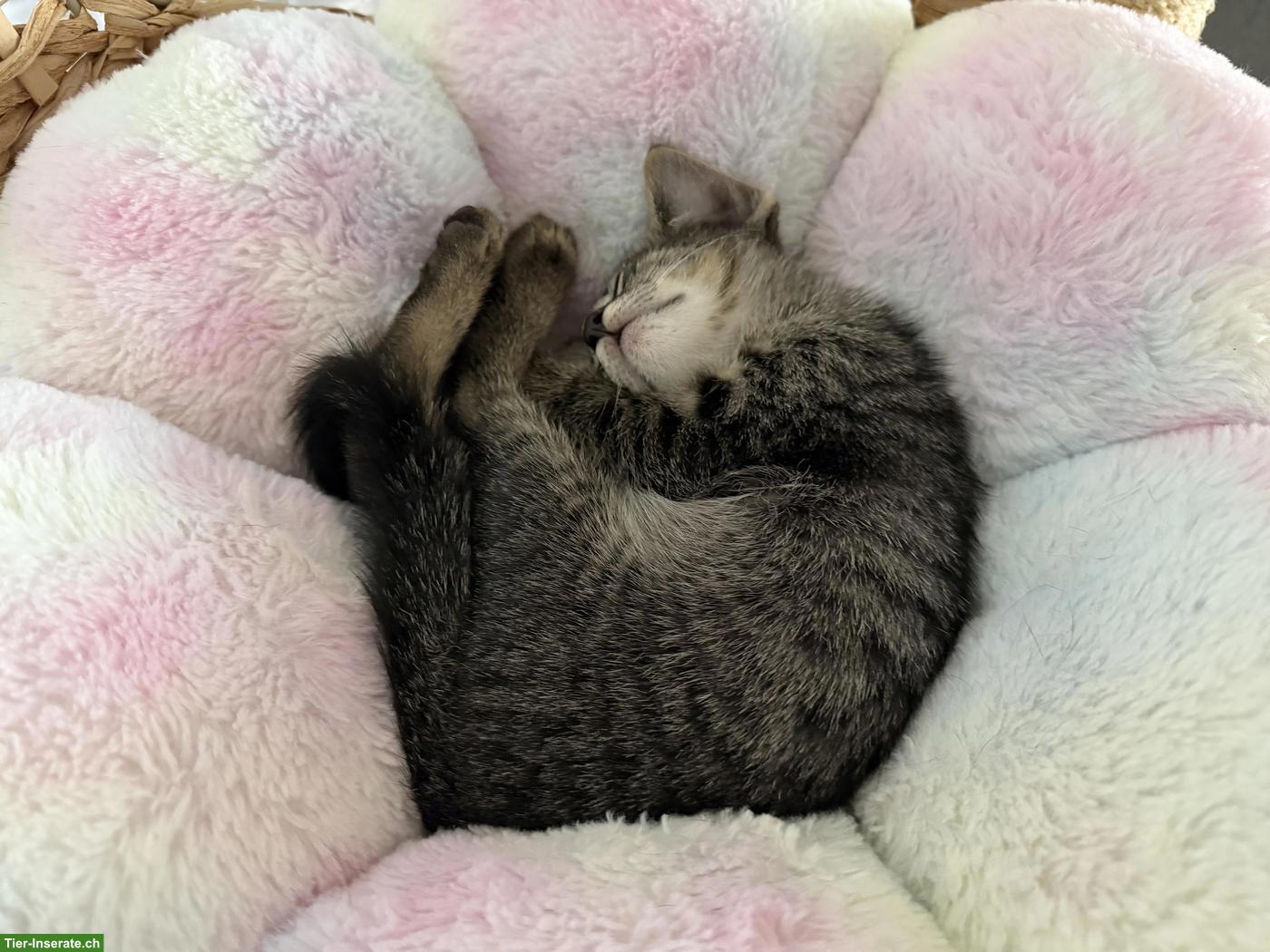 Bild 9: Oriental Kurzhaar Mix Kitten