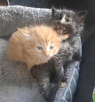 Maine Coon Mix Kätzchen suchen verdientes 5-Sterne-Zuhause