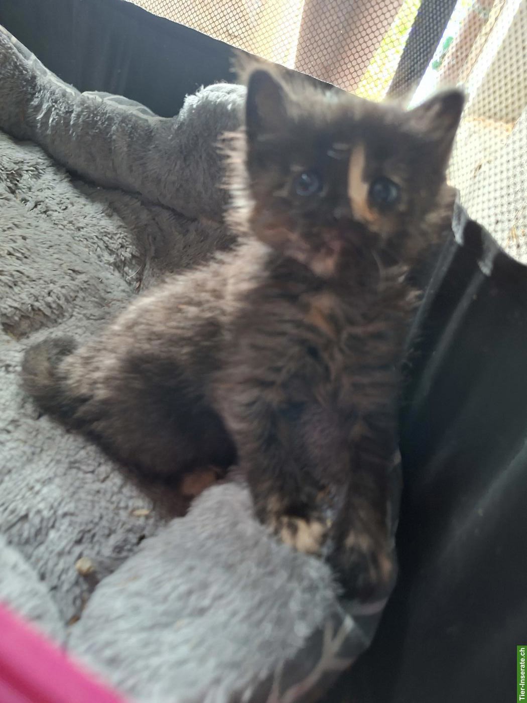 Bild 2: Maine Coon Mix Kätzchen suchen verdientes 5-Sterne-Zuhause