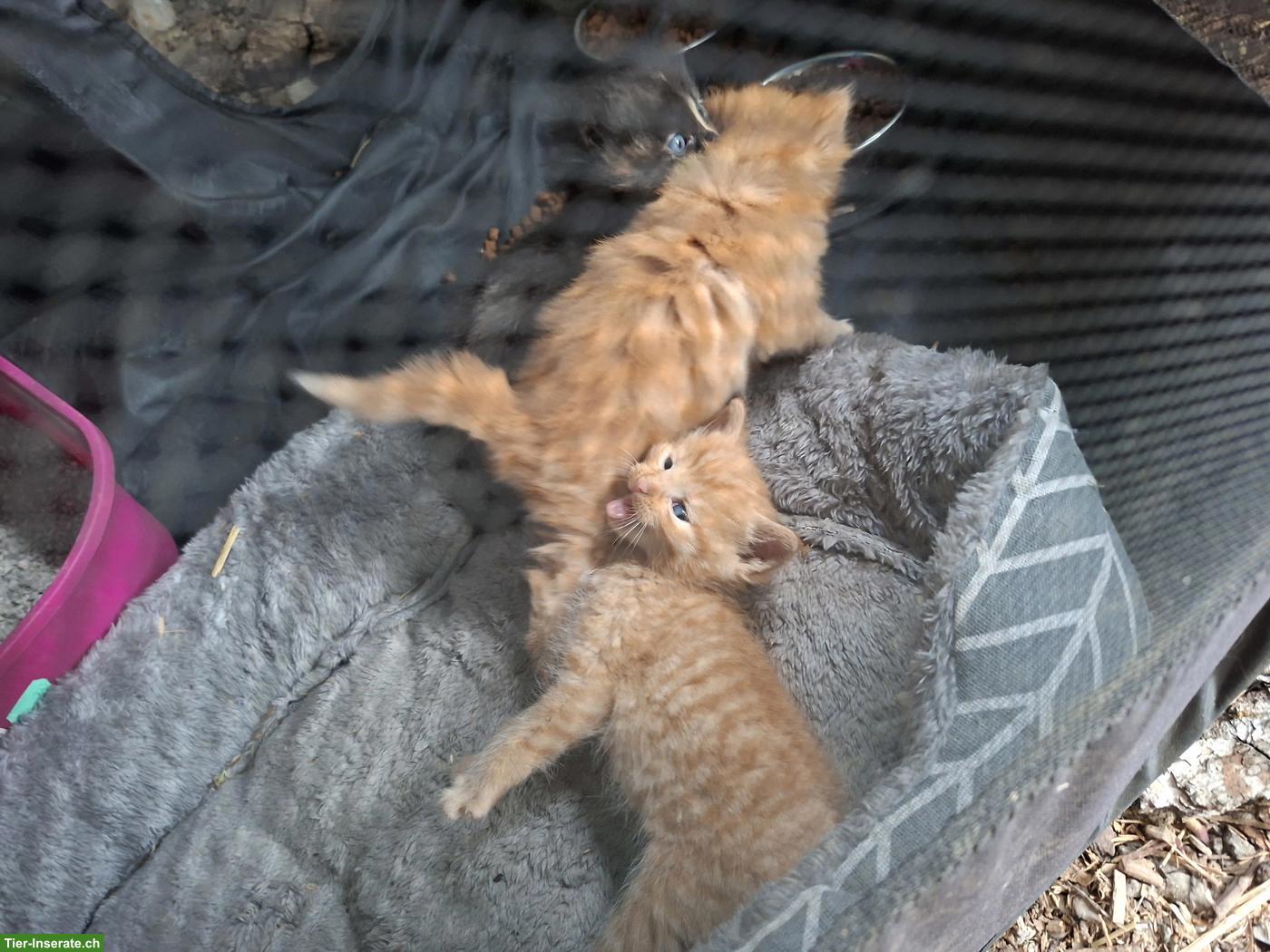 Bild 3: Maine Coon Mix Kätzchen suchen verdientes 5-Sterne-Zuhause