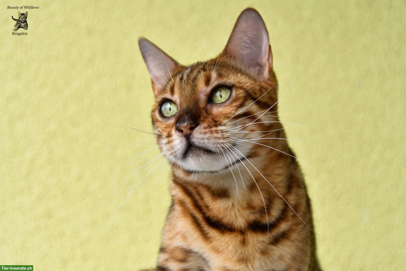 Bengalkatzen Paar sucht neues Kuschelpersonal (Zuchtrente)