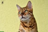 Bengalkatzen Paar sucht neues Kuschelpersonal (Zuchtrente)