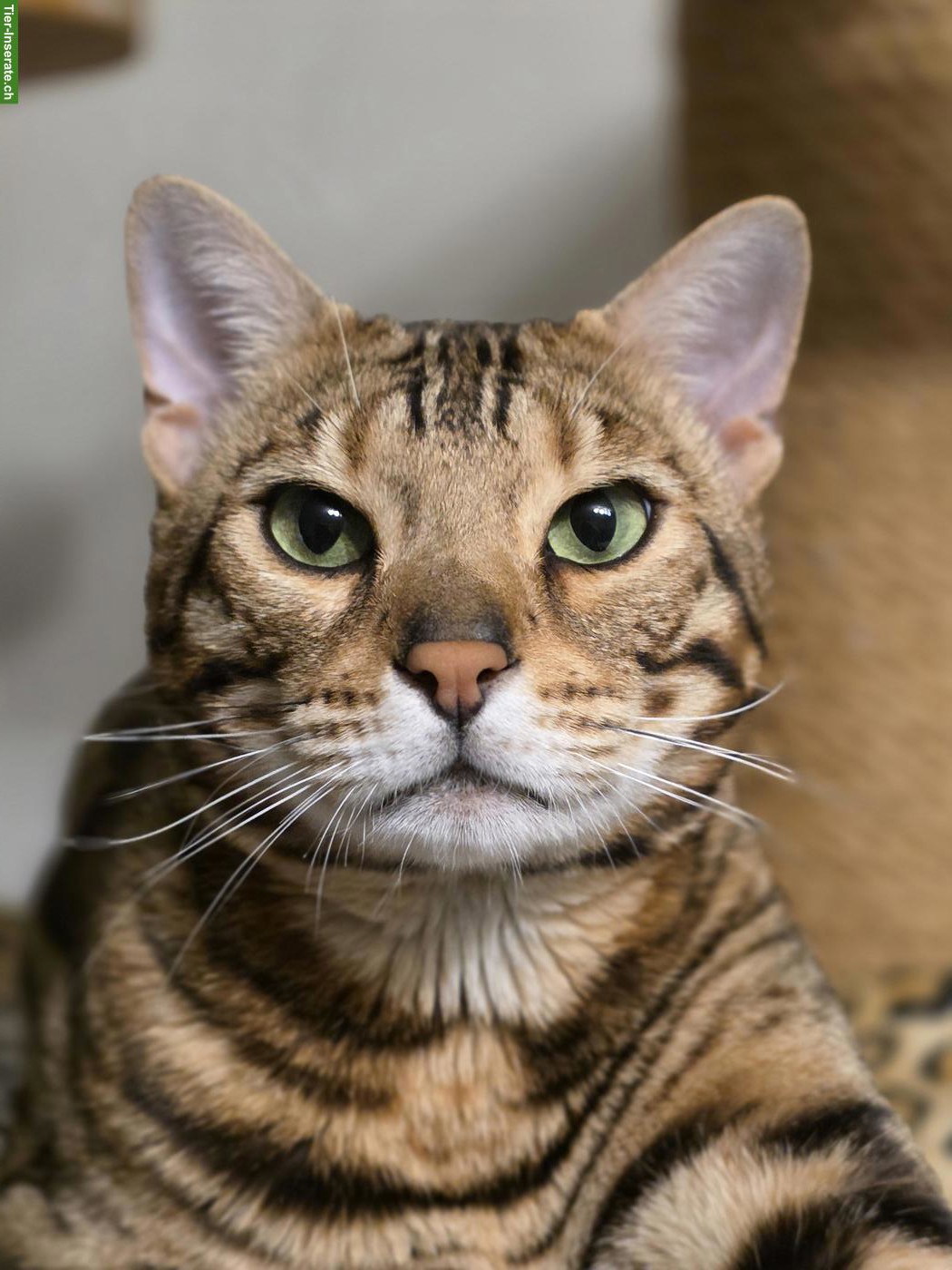 Bild 2: Bengalkatzen Paar sucht neues Kuschelpersonal (Zuchtrente)