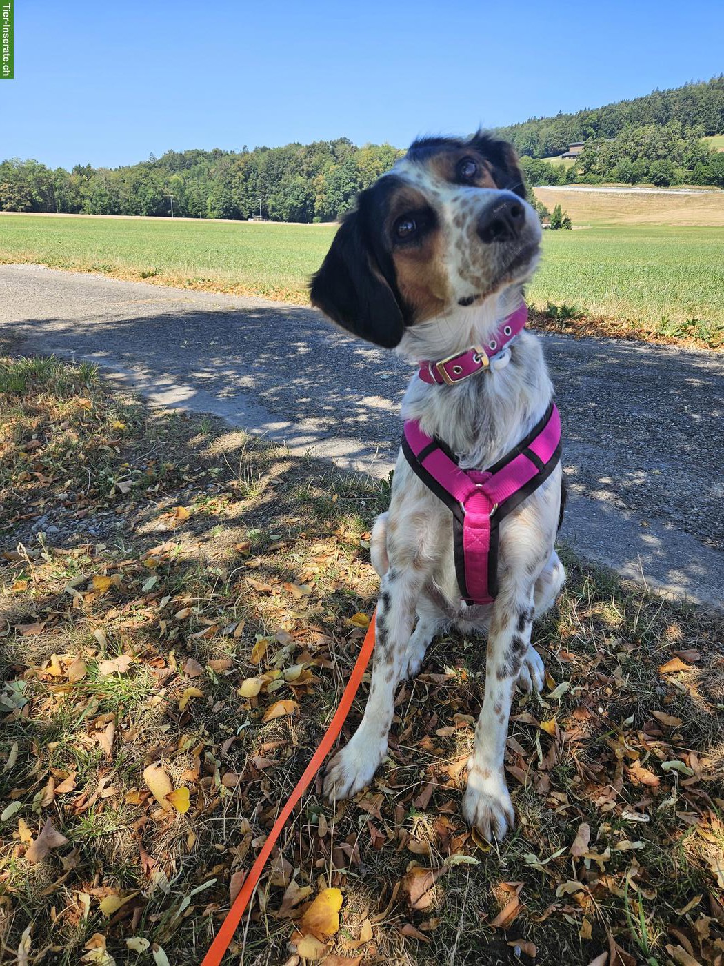 Hübsche 1,5-jährige Hündin Maisy sucht dich!