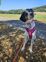 Hübsche 1,5-jährige Hündin Maisy sucht dich!