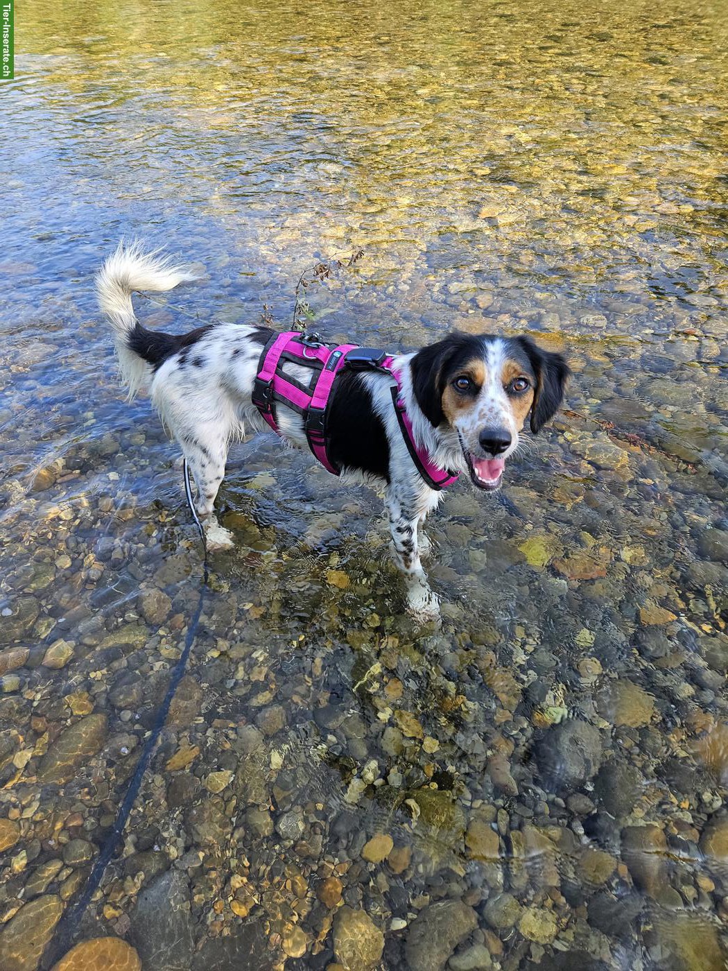 Bild 3: Hübsche 1,5-jährige Hündin Maisy sucht dich!