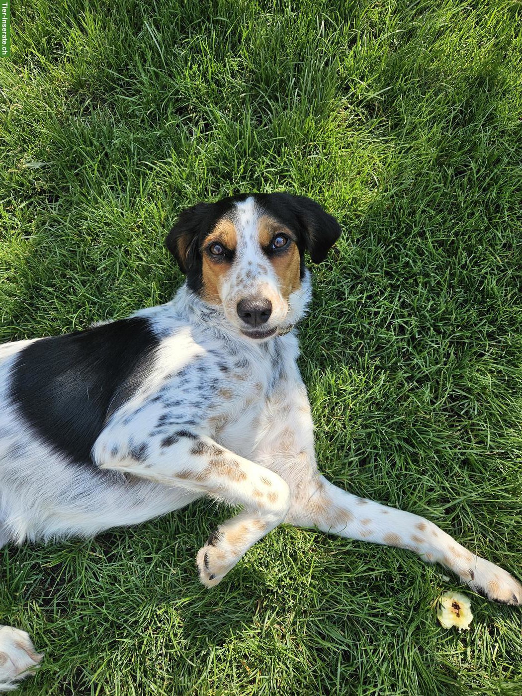 Bild 5: Hübsche 1,5-jährige Hündin Maisy sucht dich!