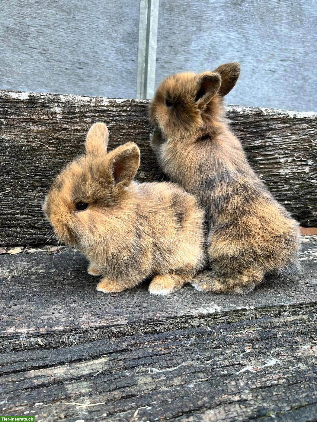 Junge Löwenkopf-Zwergkaninchen suchen neues Zuhause