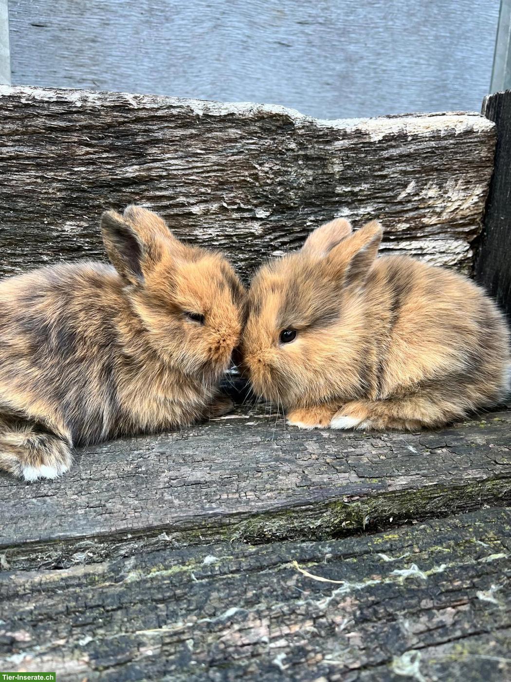 Bild 3: Junge Löwenkopf-Zwergkaninchen suchen neues Zuhause