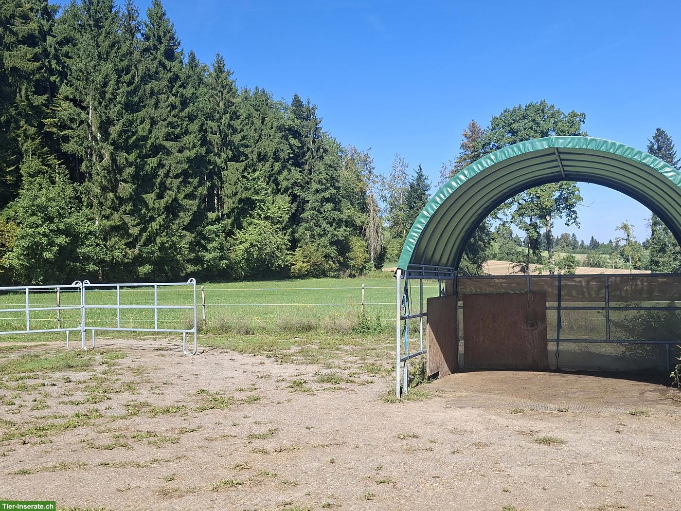Bild 3: Altersplatz im Offenstall für Senior-Pferd in Hochdorf LU