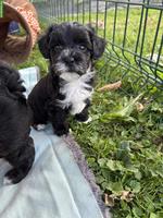 Pudel/Bolonka Welpe Lexi sucht liebevolles Zuhause