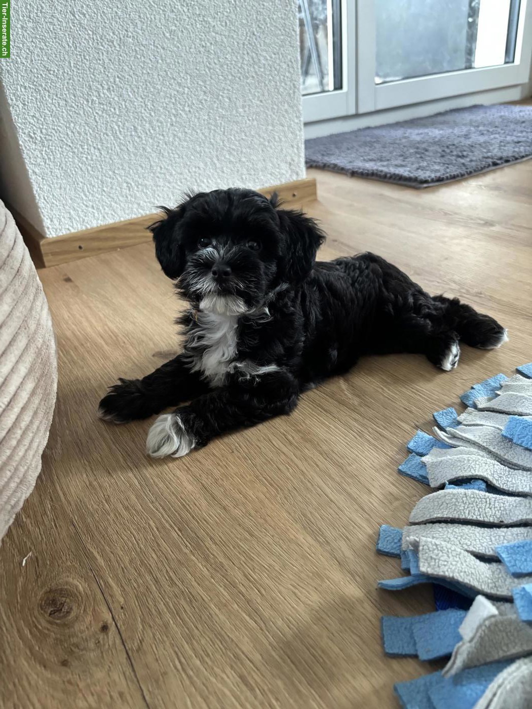 Bild 9: Pudel/Bolonka Welpe Lexi sucht liebevolles Zuhause