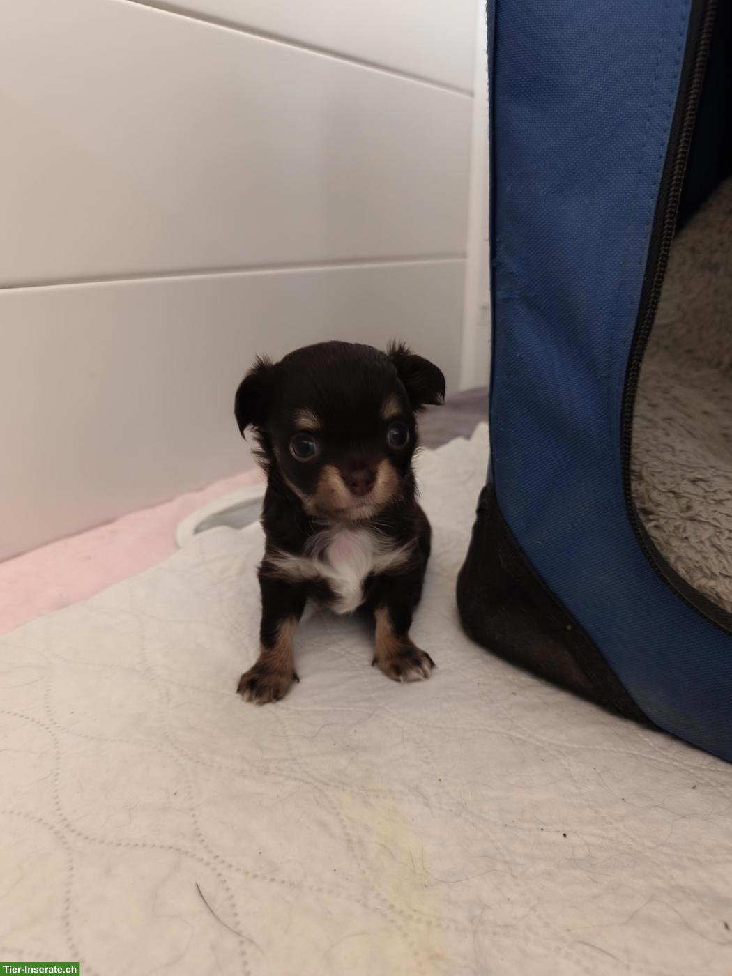 Chihuahua Welpe "Ornella Beauty" Langhaar mit Ahnentafel