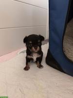 Chihuahua Welpe "Ornella Beauty" Langhaar mit Ahnentafel