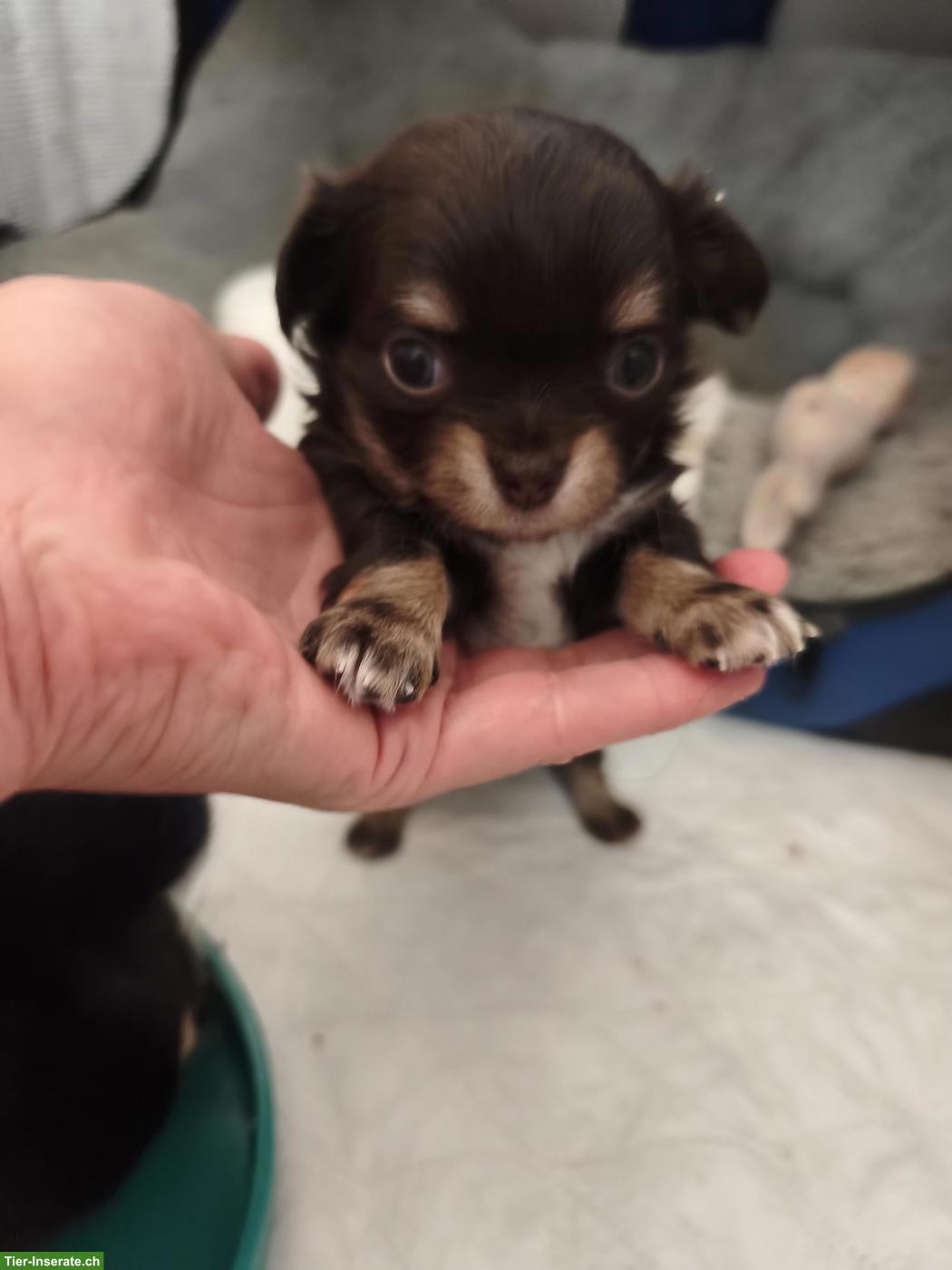 Bild 2: Chihuahua Welpe "Ornella Beauty" Langhaar mit Ahnentafel