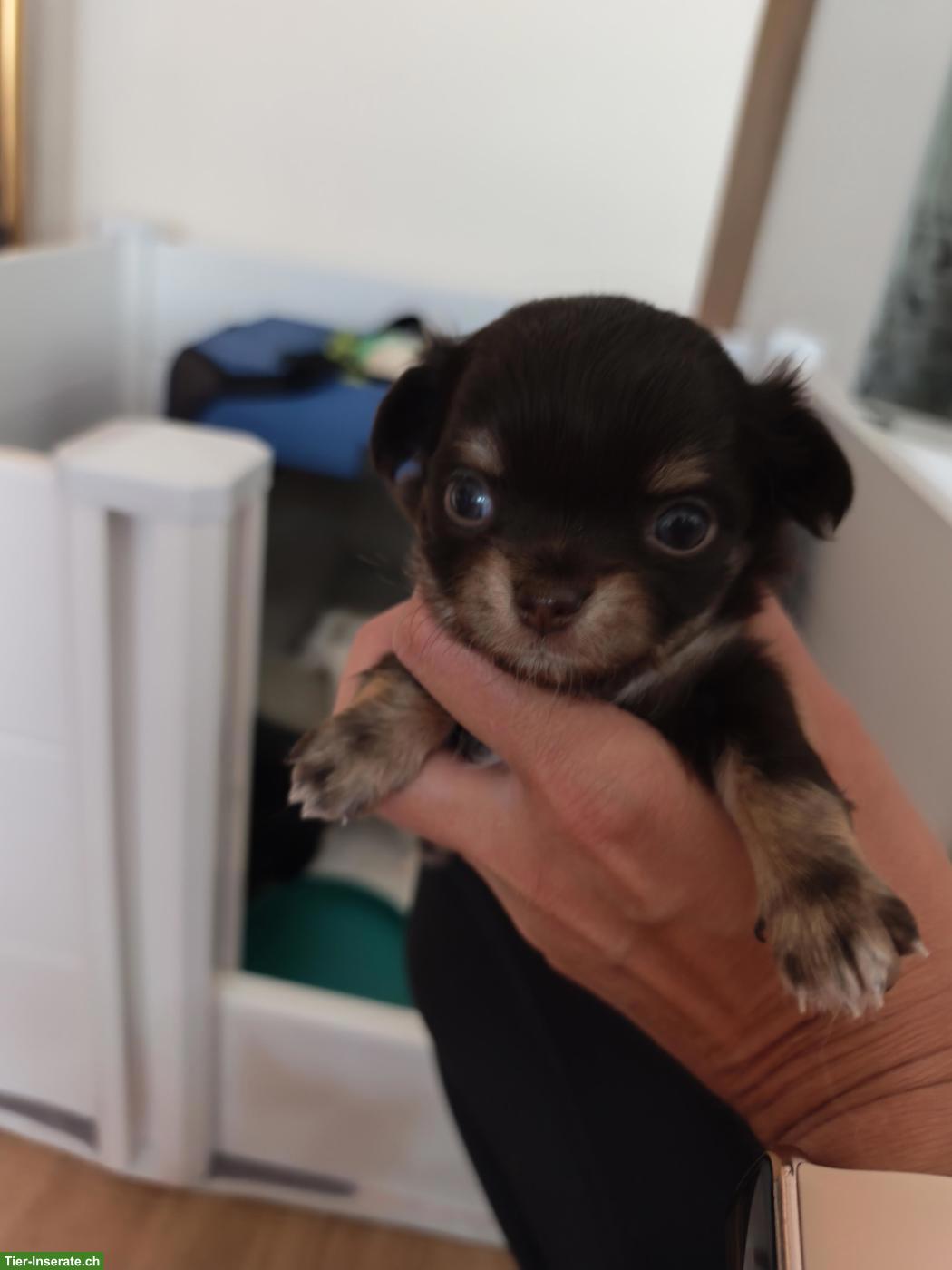 Bild 3: Chihuahua Welpe "Ornella Beauty" Langhaar mit Ahnentafel