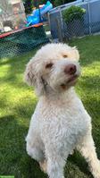 Lagotto Romagnolo Dior sucht liebevolles Zuhause