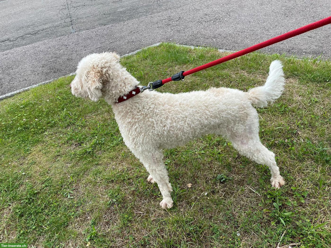 Bild 2: Lagotto Romagnolo Dior sucht liebevolles Zuhause