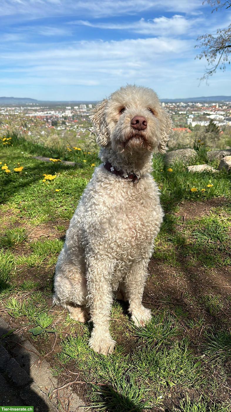 Bild 3: Lagotto Romagnolo Dior sucht liebevolles Zuhause