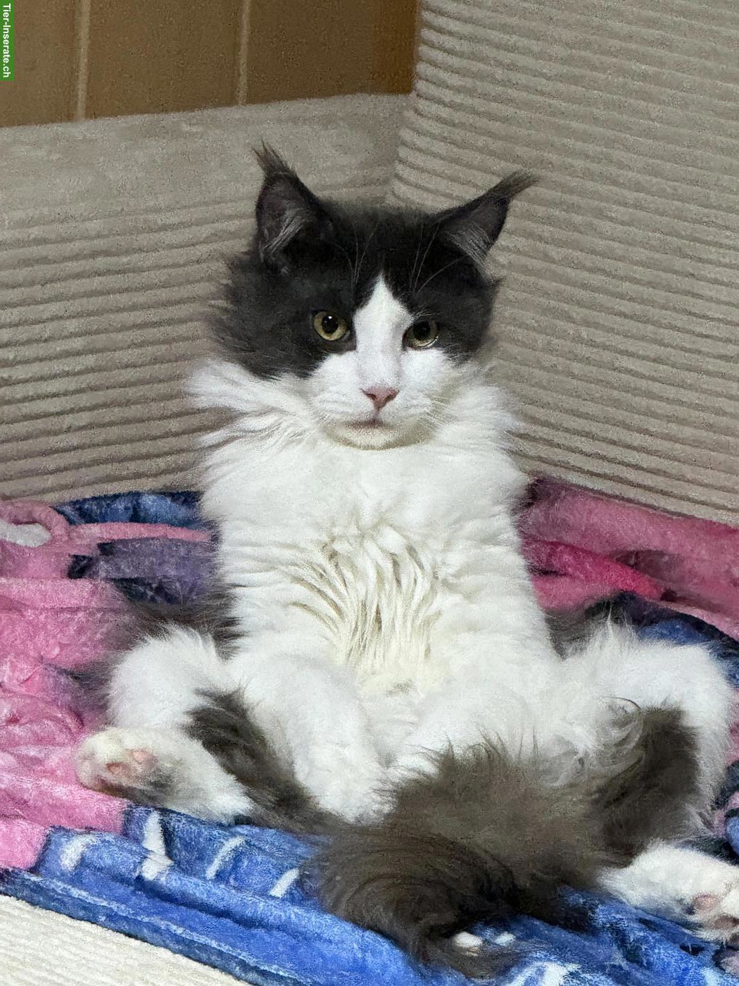 Maine Coon Kater, reinrassig, verschmust
