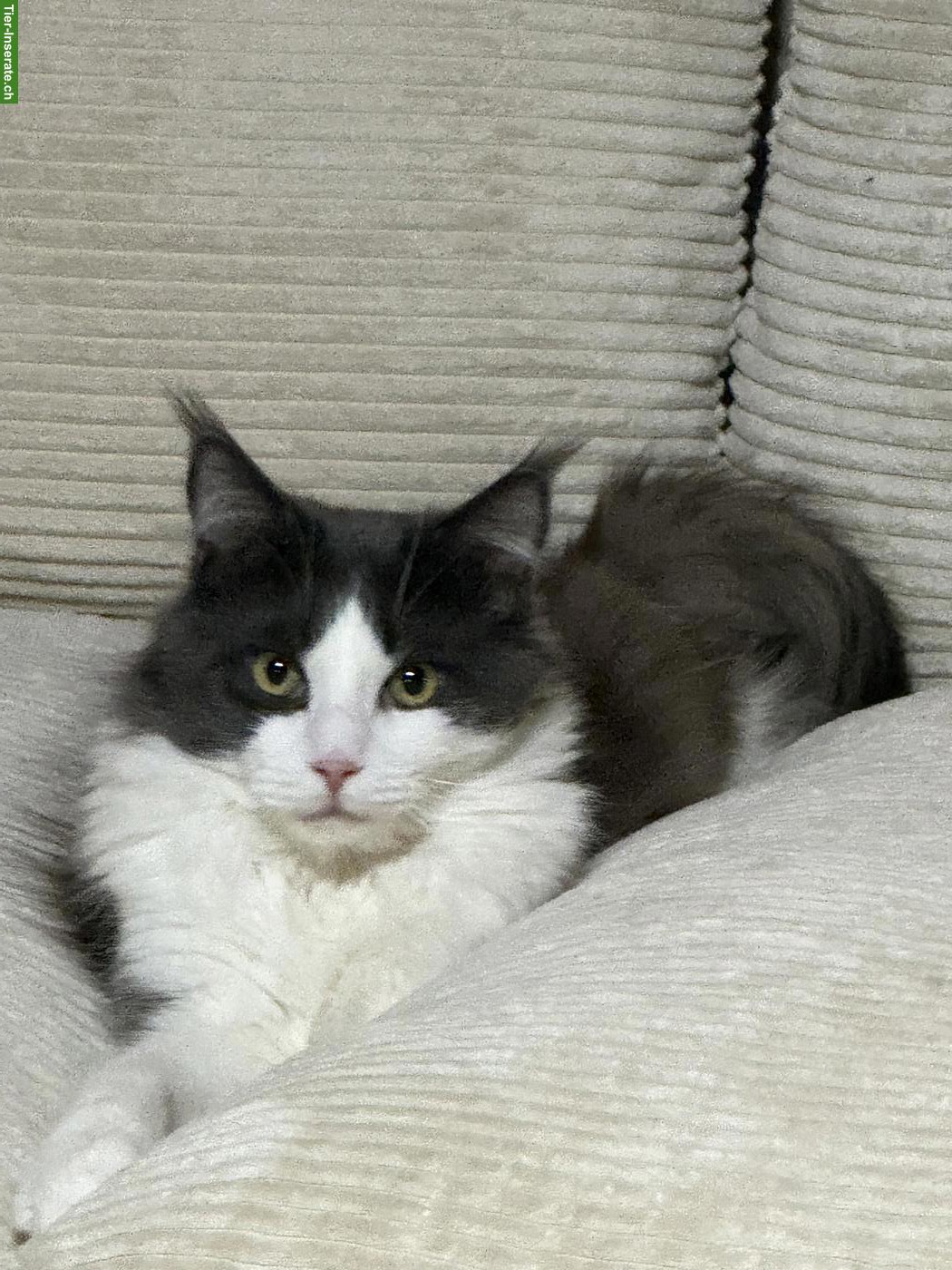 Bild 2: Maine Coon Kater, reinrassig, verschmust