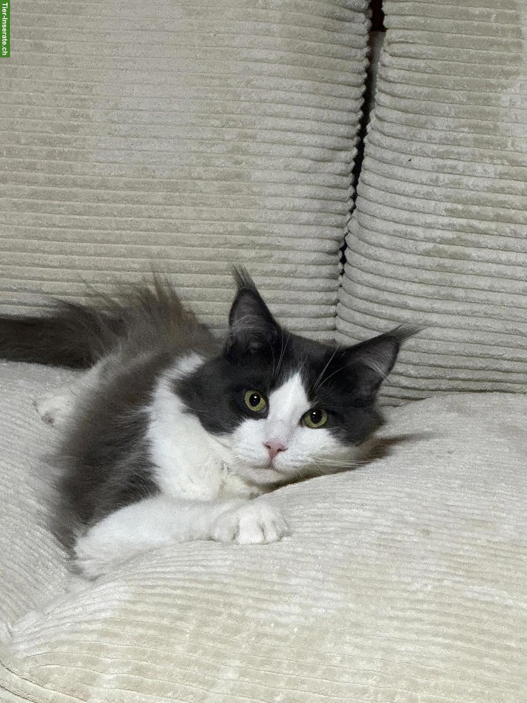 Bild 3: Maine Coon Kater, reinrassig, verschmust