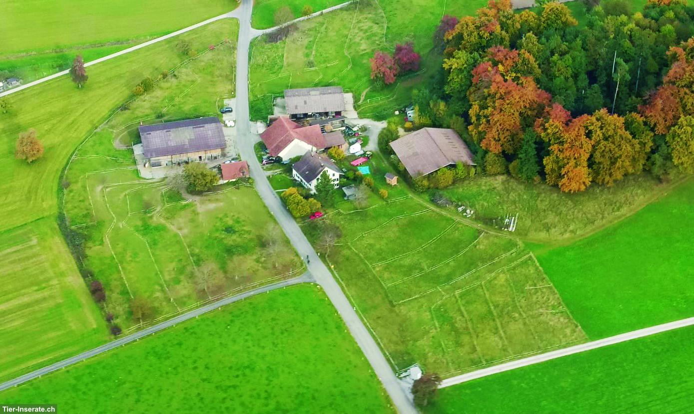 Freier Platz für Wallach auf Winterweide in Bertschikon, ZH-Oberland
