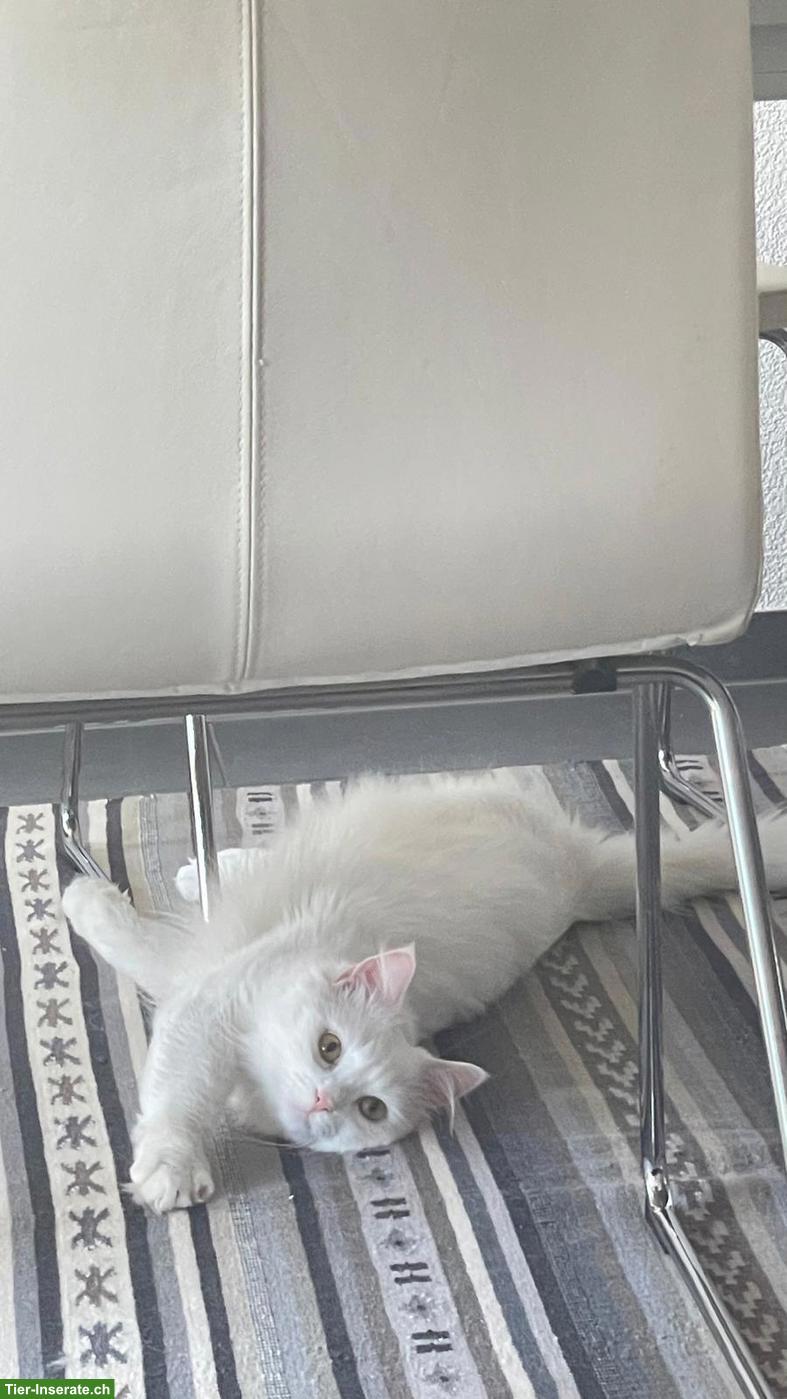 Suche Katzenbetreuung Raum Lenzburg