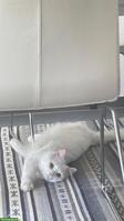 Suche Katzenbetreuung Raum Lenzburg