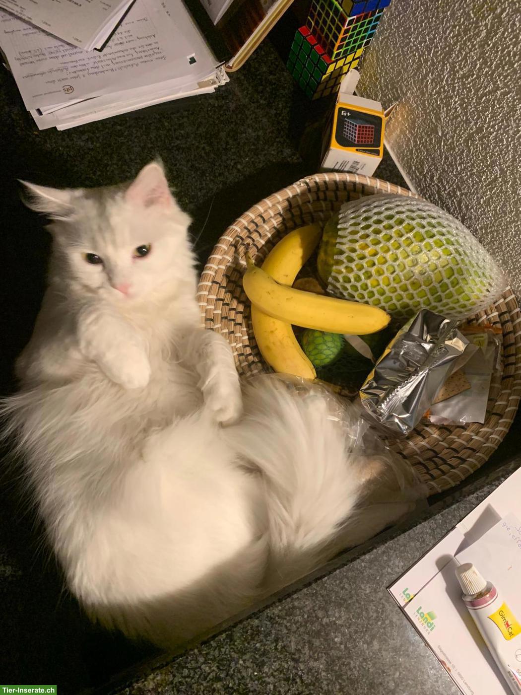 Bild 2: Suche Katzenbetreuung Raum Lenzburg