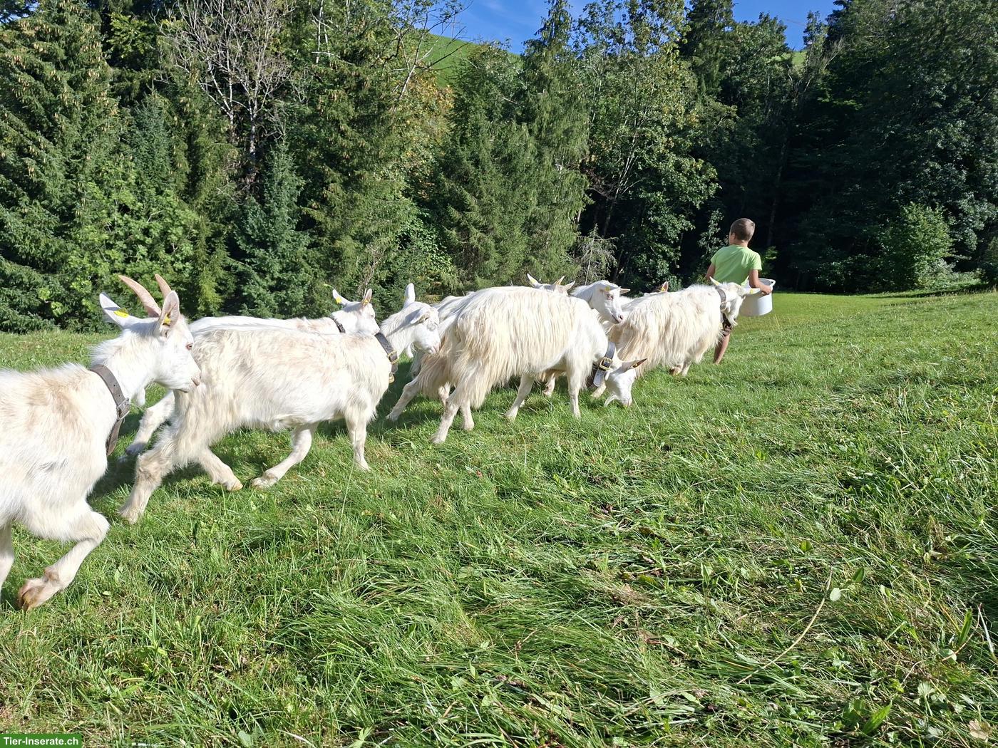 Appenzeller Ziegen und Gitzi zu verkaufen