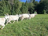 Appenzeller Ziegen und Gitzi zu verkaufen