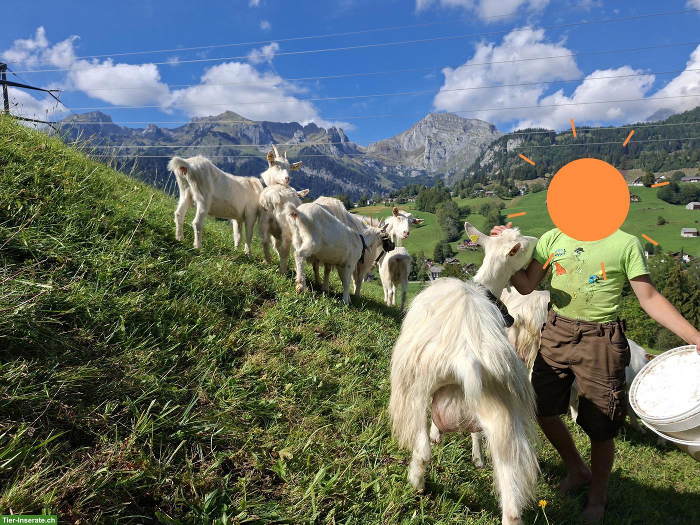 Bild 2: Appenzeller Ziegen und Gitzi zu verkaufen
