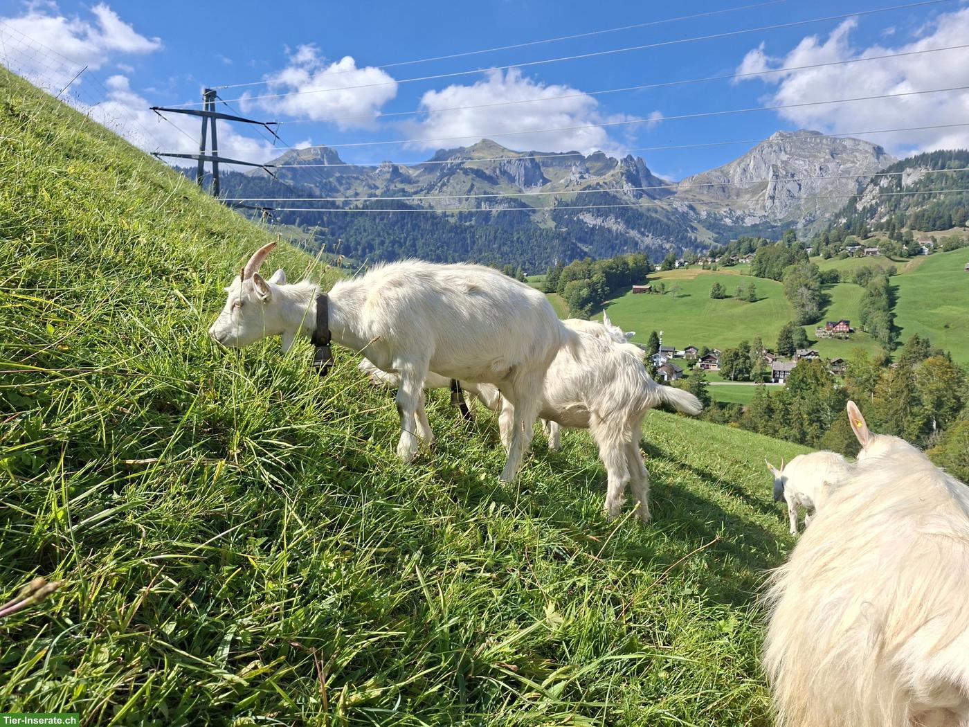 Bild 3: Appenzeller Ziegen und Gitzi zu verkaufen