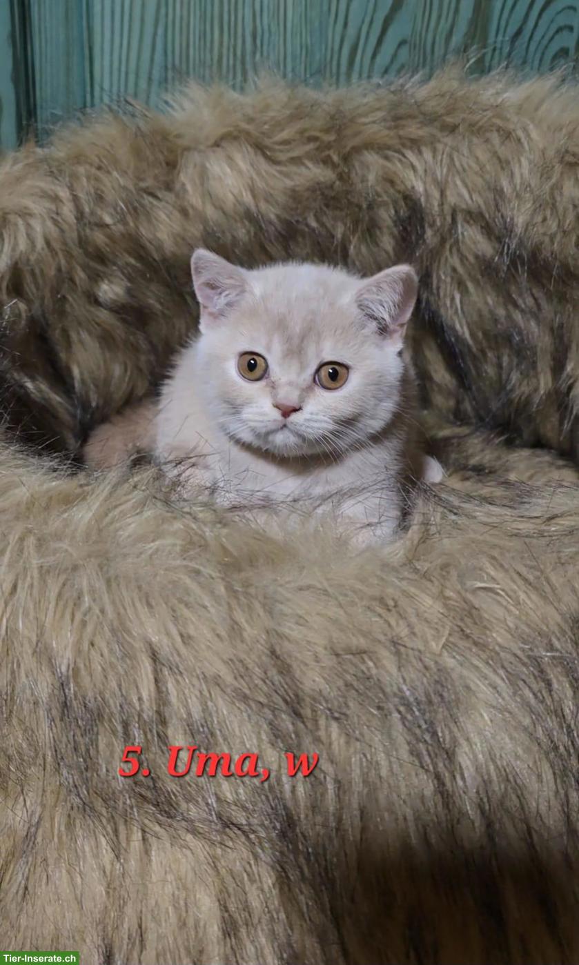 Reinrassige British Shorthair (BKH) Kitten suchen neues Zuhause