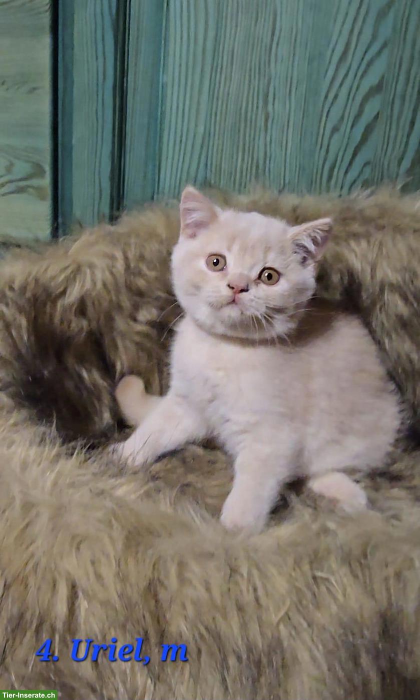 Bild 2: Reinrassige British Shorthair (BKH) Kitten suchen neues Zuhause